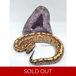 1.0 POS ZGR Stripe Blood Python